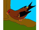 201336/pardal-num-ramo-animais-aves-pintado-por-falwkes-1041352_163.jpg