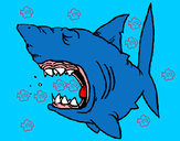 Desenho Tubarão pintado por dantas