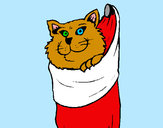 Desenho Gato dentro de uma meia pintado por _Dindih_