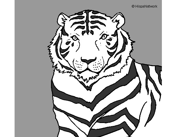Desenho Tigre pintado por guigu
