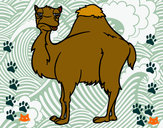 Desenho Camelo chato pintado por claudiosss