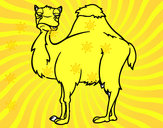 Desenho Camelo chato pintado por ricardoa