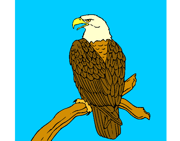 Desenho Águia num ramo pintado por valentim