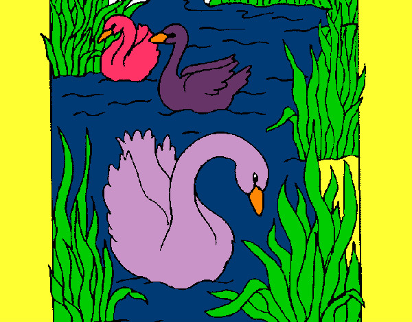 Desenho Cisnes pintado por guilhermep