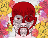 Desenho Músculos da face pintado por jhonatan9