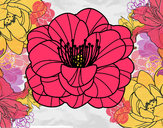 Desenho Papoula flor pintado por tilde5