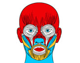 Desenho Músculos da face pintado por anderson14