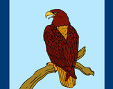 Desenho Águia num ramo pintado por missmirim