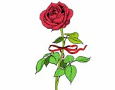 Desenho Uma rosa pintado por lucaslion