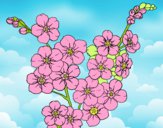 Desenho Flor de cerejeira pintado por Danguinha