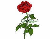 Desenho Uma rosa pintado por loheth