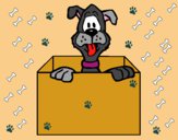 Desenho Cão dentro da caixa pintado por Danguinha