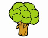 Verdura de brócolos