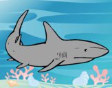 Desenho Um tubarão nadando pintado por zuleikapas