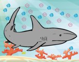 Desenho Um tubarão nadando pintado por Aninha01