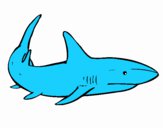 Desenho Um tubarão nadando pintado por yasmanu