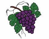 Desenho Cacho de uvas pintado por Biiah