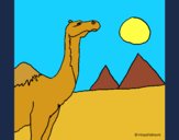Desenho Camelo pintado por JoMota