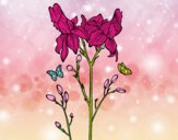 Flor de Iris