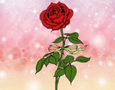 Desenho Uma rosa pintado por MONICANINA