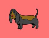 Um Basset hound