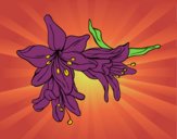 Desenho Flores do lilium pintado por novinha