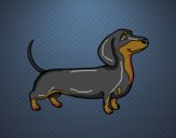 Desenho Cão dachshund pintado por colori