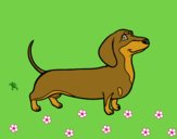 Desenho Cão dachshund pintado por bianca100