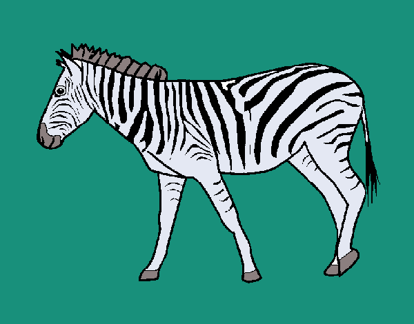 Desenho de Zebra pintado e colorido por Ceciliaz o dia 17