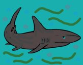 Desenho Um tubarão nadando pintado por ceciliaz