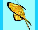 Desenho Borboleta com grandes asas pintado por ceciliaz