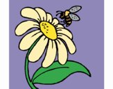 Desenho Margarida com abelha pintado por vendrameto