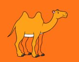 Desenho Camelo africano pintado por TUTHU