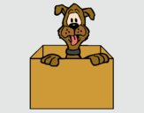 Desenho Cão dentro da caixa pintado por Craudia