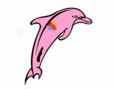 Adulto golfinho