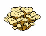 Cogumelo maitake
