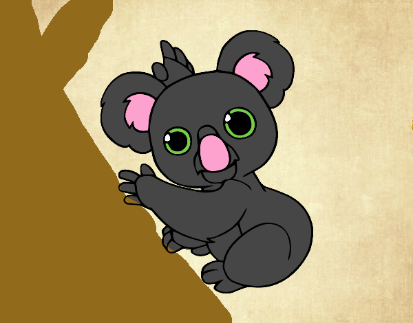 coala bebe