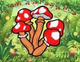 Cogumelos venenosos