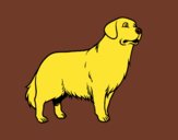 Cão Golden retriever