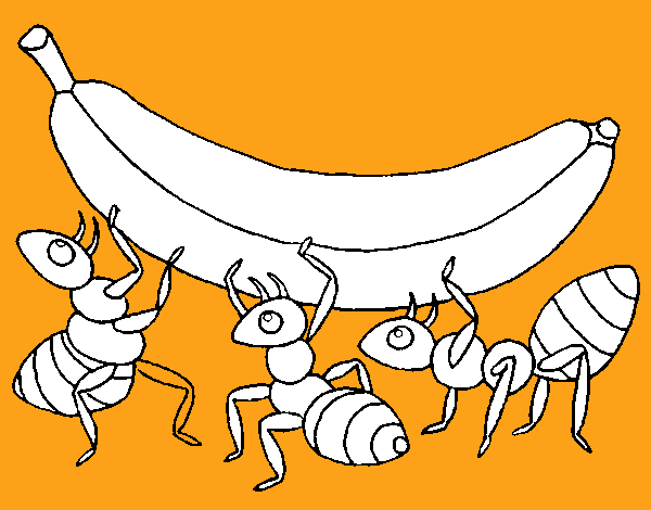 Formigas com banana