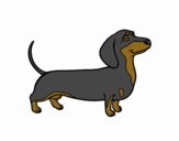Cão dachshund