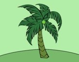 Uma palmeira