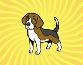 Cão Beagle