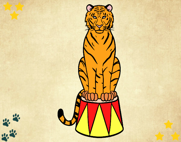 Tigre do circo