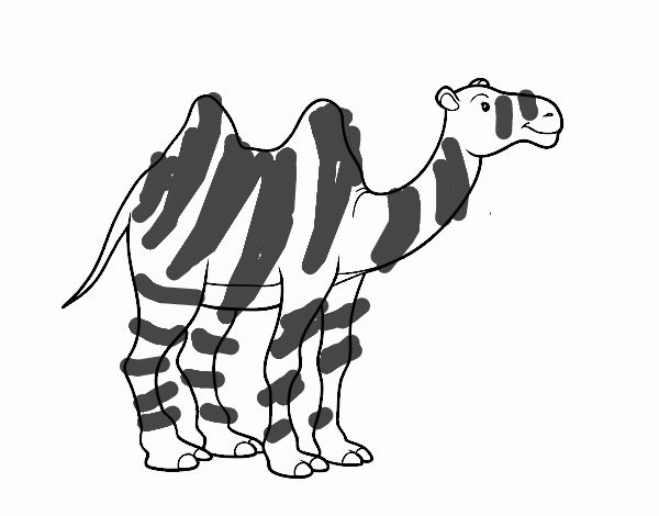 A Zebra está solta no Catar 