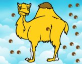 Camelo chato