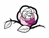 Uma linda rosa