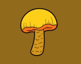 Cogumelo comum