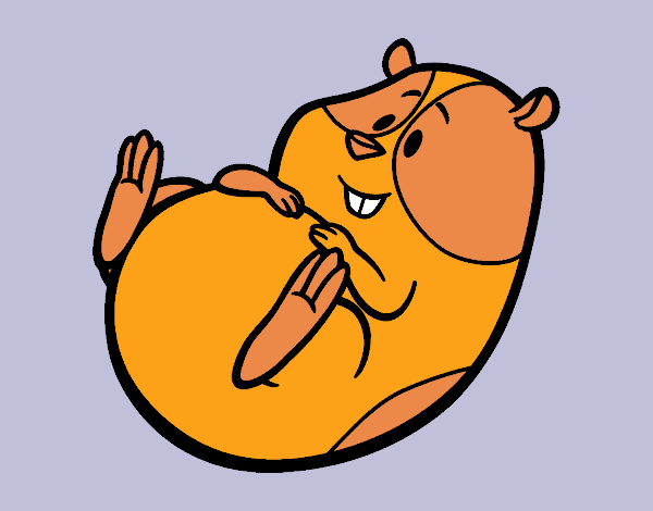Desenho de Hamster simpático para Colorir - Colorir.com
