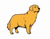 Cão Golden retriever